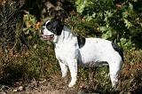 BOULEDOGUE FRANCAIS 1178